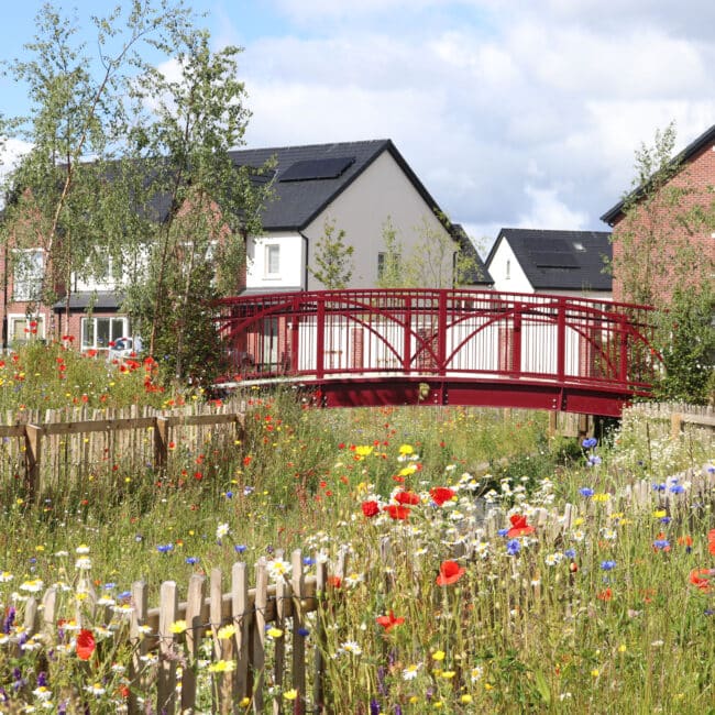 elsmore biodiversity bridge with wildflowers
